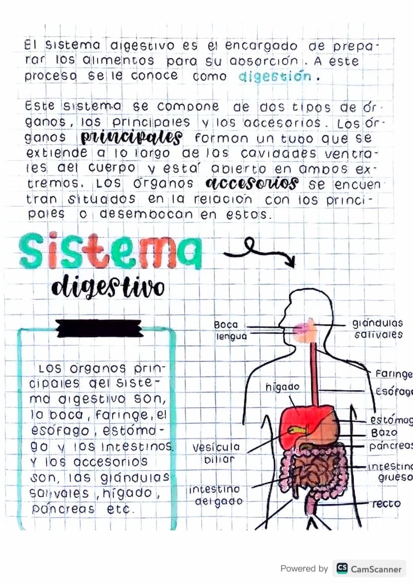 El sistema digestivo es el encargado de prepa-
rar los alimentos para su absorción. A este
proceso se le conoce como digestion.
Este sistema