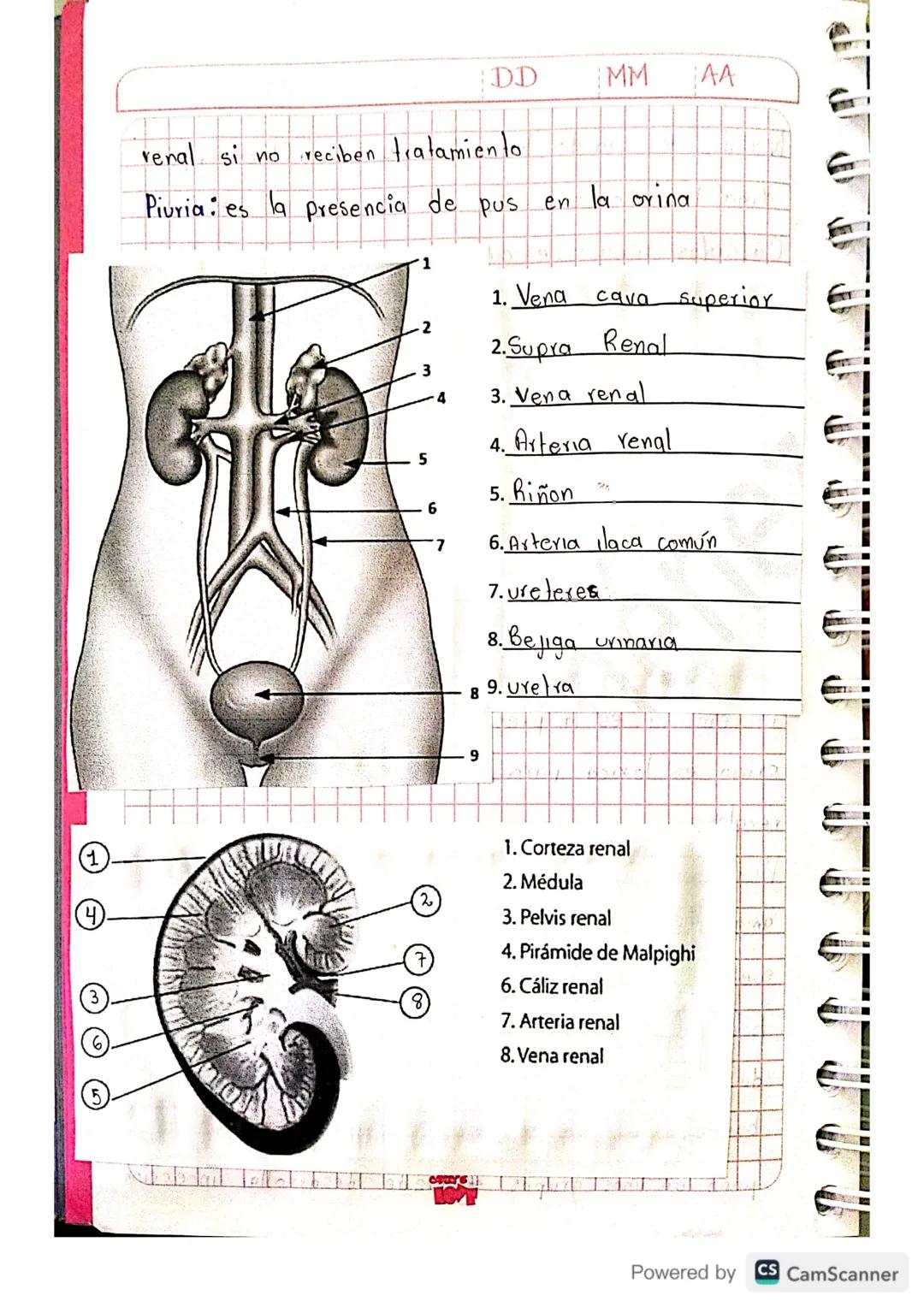 8-2
Julieth Ximena Doncel Torres DD 23 MM03 AA 21
Guia: 3 Periodo 1

La excreción animal en el ser
humano

Actividad

1. A continuación, se 