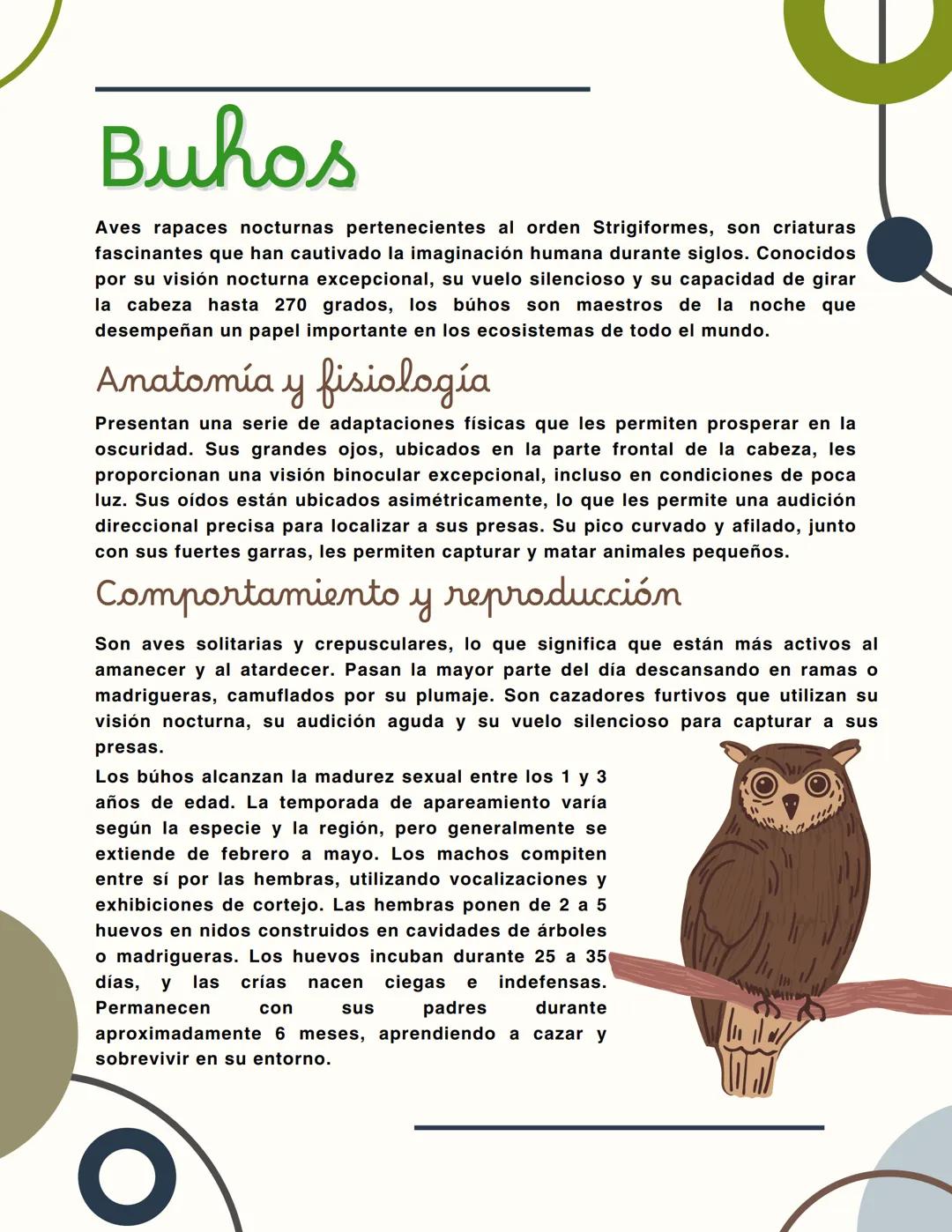 Buhos
Aves rapaces nocturnas pertenecientes al orden Strigiformes, son criaturas
fascinantes que han cautivado la imaginación humana durante