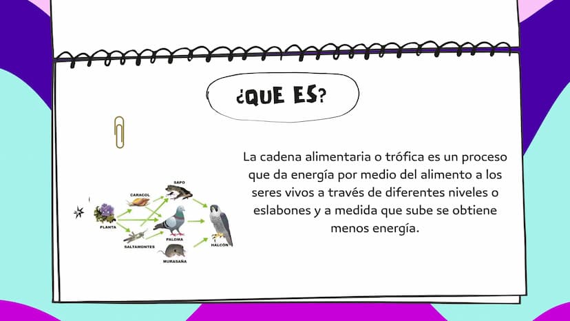 LA CADENA
ALIMENTARIA PLANTA
CARACOL
SAPO
PALOMA
HALCÓN
SALTAMONTES
MURASAÑA
¿QUE ES?
La cadena alimentaria o trófica es un proceso
que da e