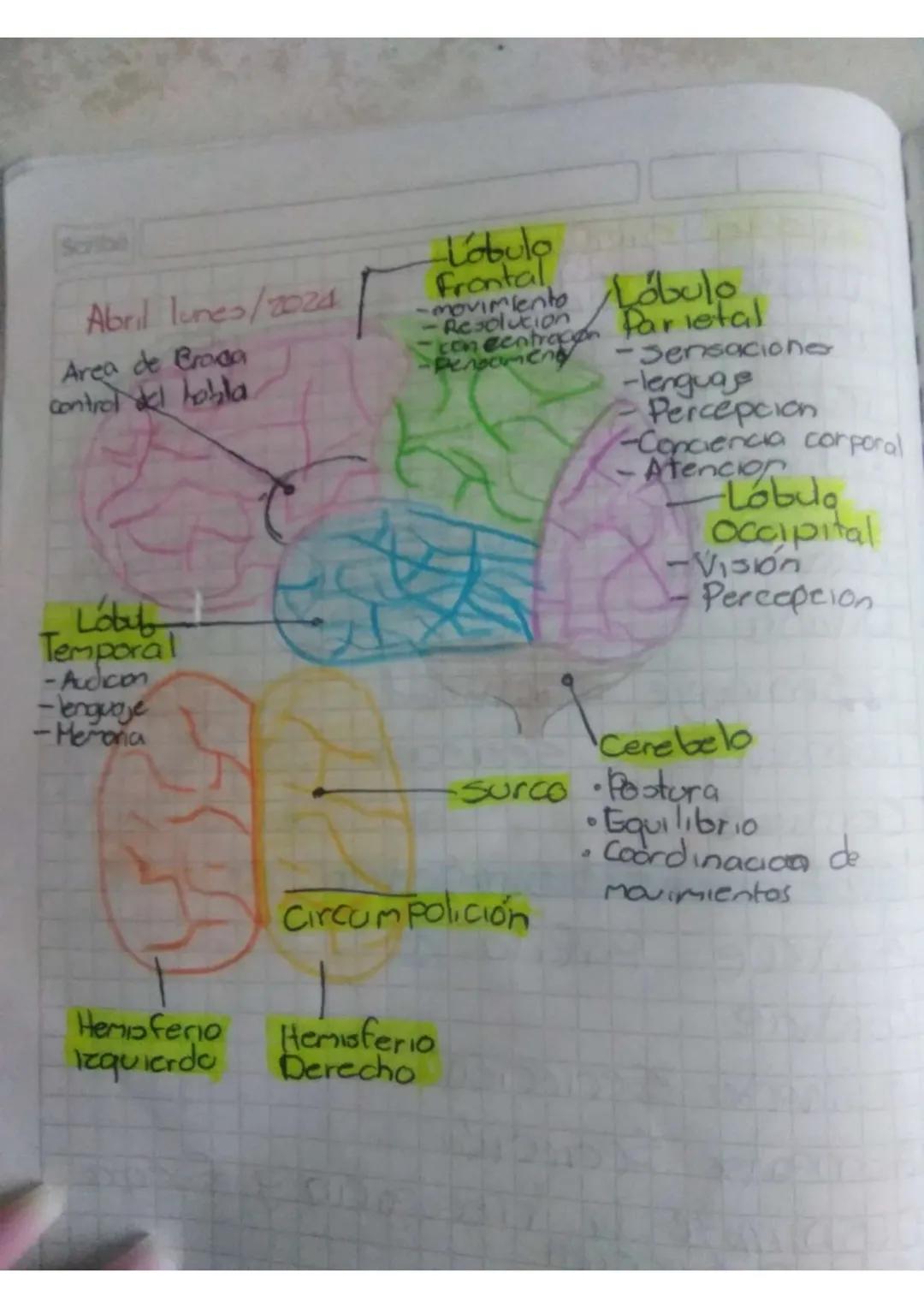Scribe
Abril lunes/2024
Area de Broga
control del hobla
Lobulo
Frontal
-movimiento Lobulo
-Resolution
concentracion Parietal
-Pensament
-Sen