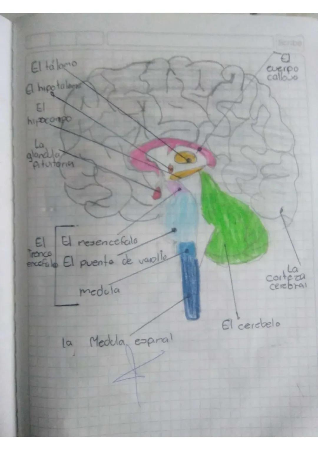 Scribe
Abril lunes/2024
Area de Broga
control del hobla
Lobulo
Frontal
-movimiento Lobulo
-Resolution
concentracion Parietal
-Pensament
-Sen
