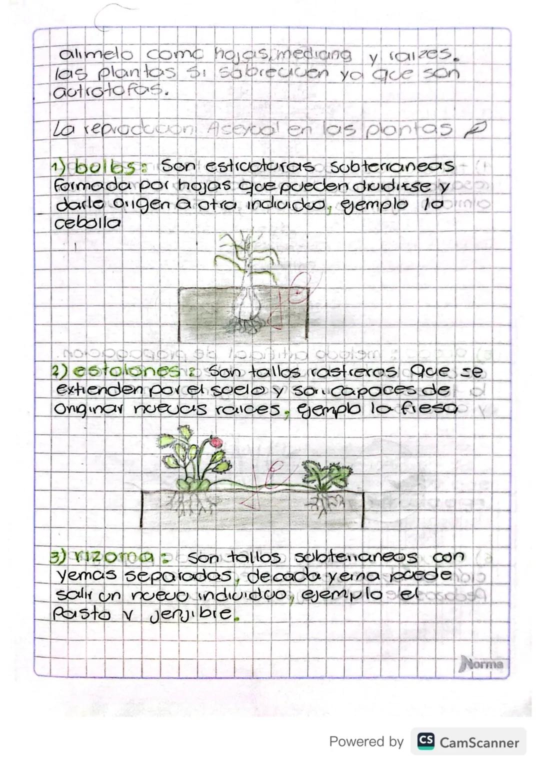 Reproducción asexual de plantas 