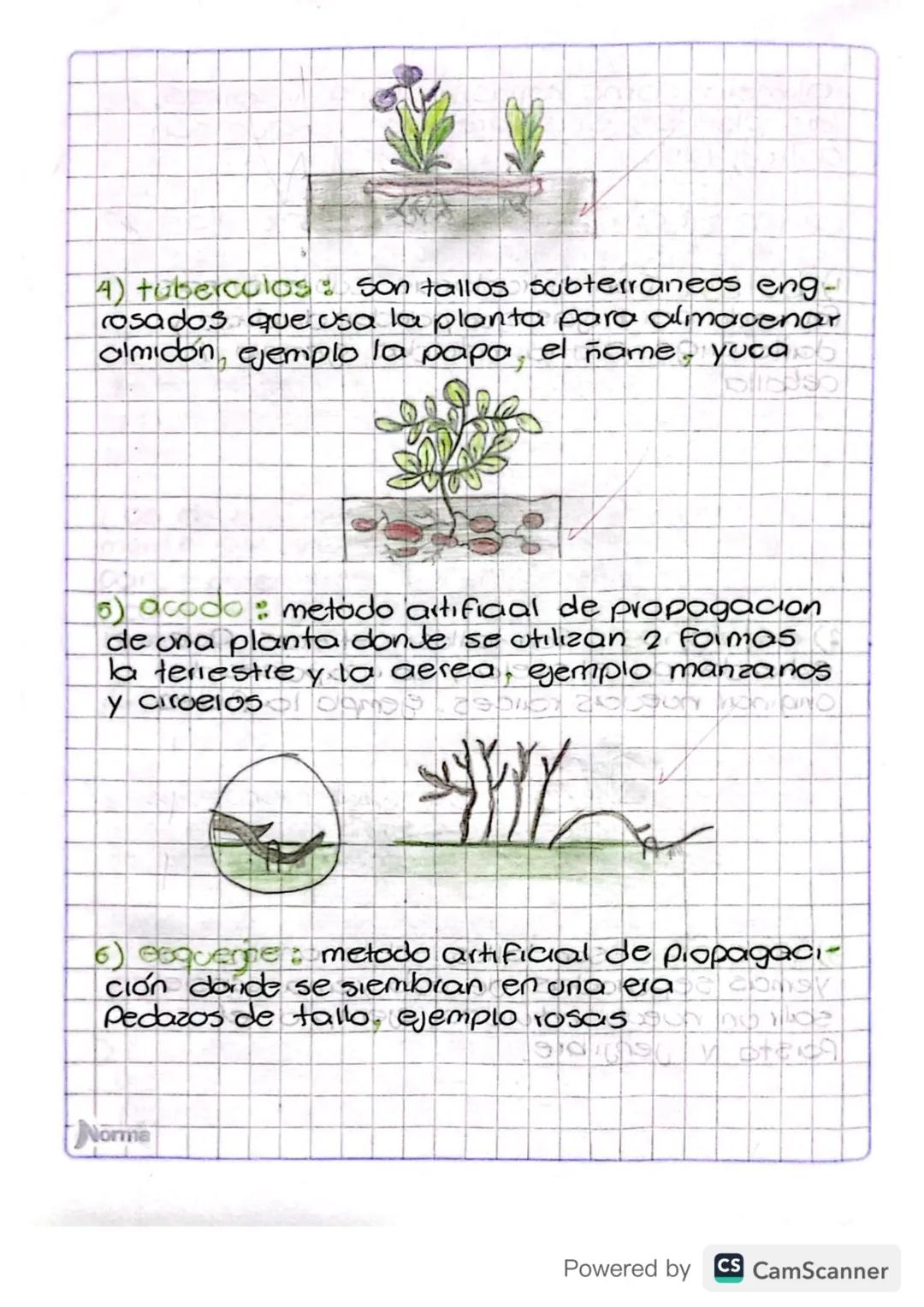 alimelo como hojas, mediang y calzes.
las plantas si sobreciven ya que son
autrotofas.

La reprodugn Asexual en las plantas P

1) bulbs: Son