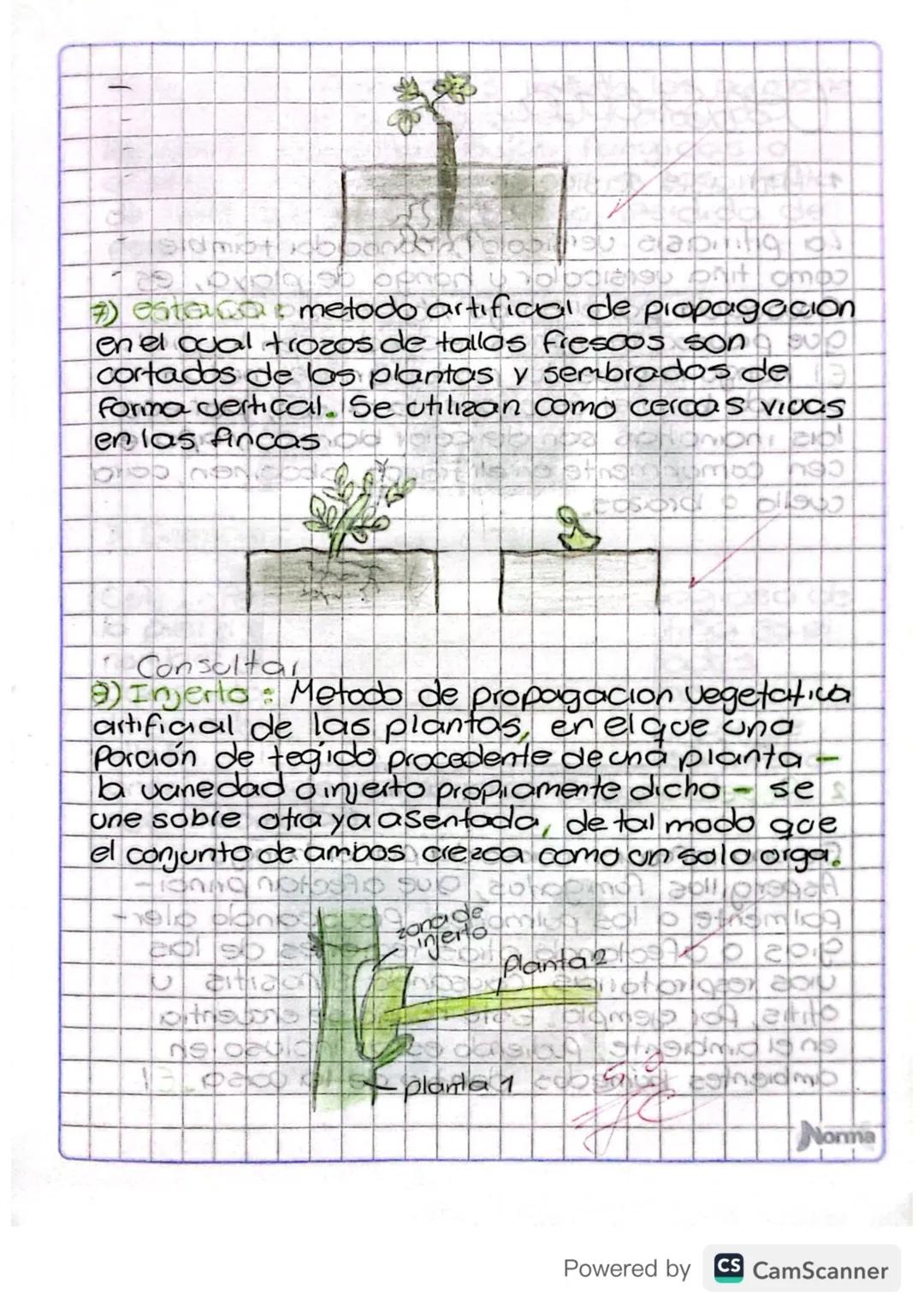 alimelo como hojas, mediang y calzes.
las plantas si sobreciven ya que son
autrotofas.

La reprodugn Asexual en las plantas P

1) bulbs: Son