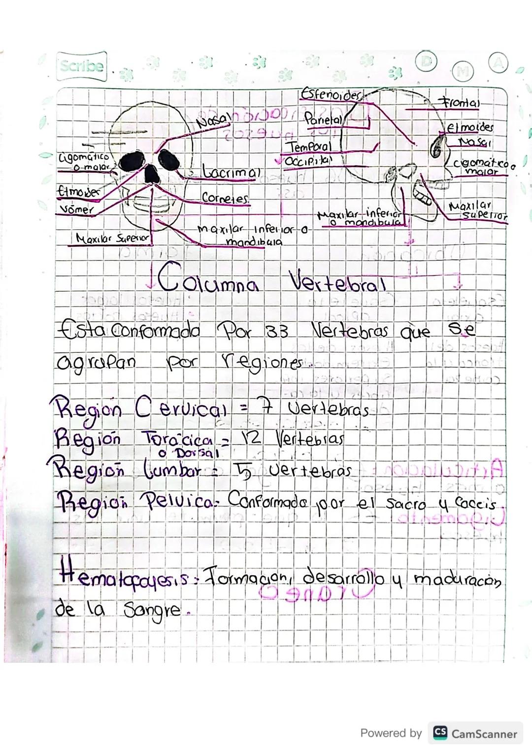 Sistema Oseo

Conformado
Por:

-
Huesos
-
Cartilago
-
Gigamento
-
Articulación

¿Como se forman ?

Mediante un proceso llamado/Osificación:
