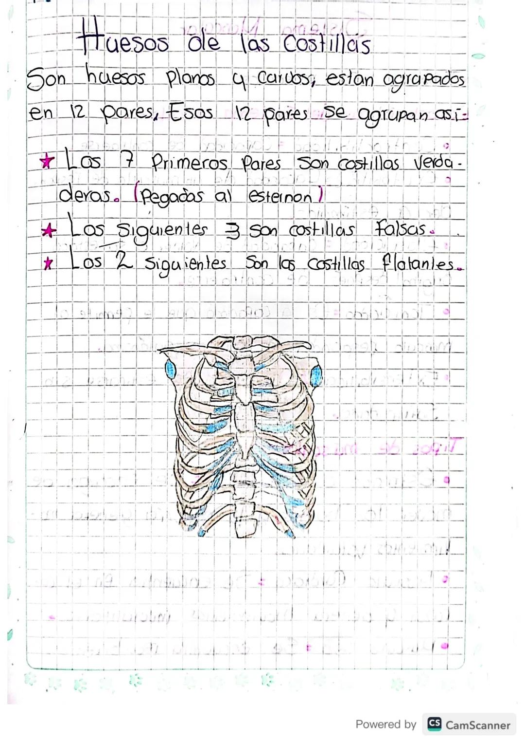 Sistema Oseo

Conformado
Por:

-
Huesos
-
Cartilago
-
Gigamento
-
Articulación

¿Como se forman ?

Mediante un proceso llamado/Osificación:
