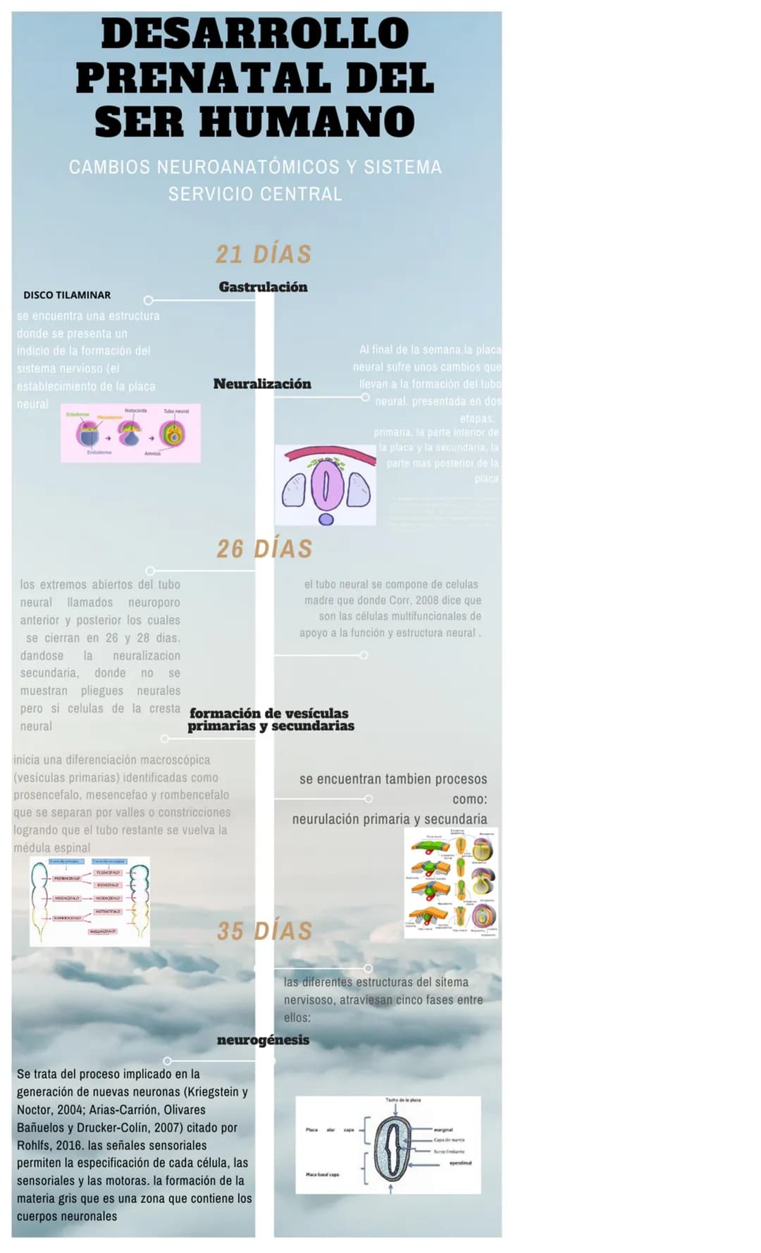 DESARROLLO
PRENATAL DEL
SER HUMANO
CAMBIOS NEUROANATÓMICOS Y SISTEMA
SERVICIO CENTRAL
21 DÍAS
Gastrulación
DISCO TILAMINAR
se encuentra una 