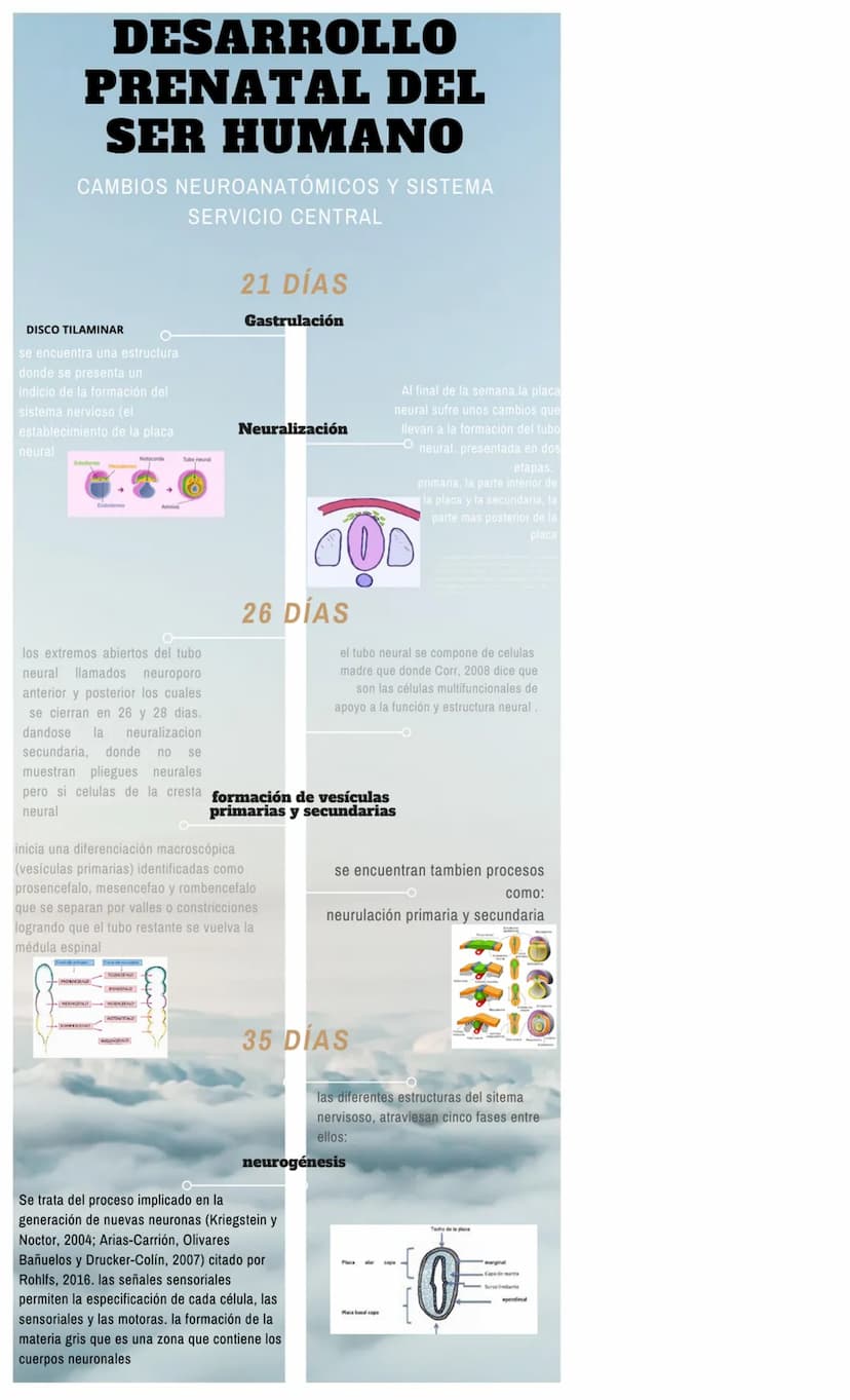 DESARROLLO
PRENATAL DEL
SER HUMANO
CAMBIOS NEUROANATÓMICOS Y SISTEMA
SERVICIO CENTRAL
21 DÍAS
Gastrulación
DISCO TILAMINAR
se encuentra una 