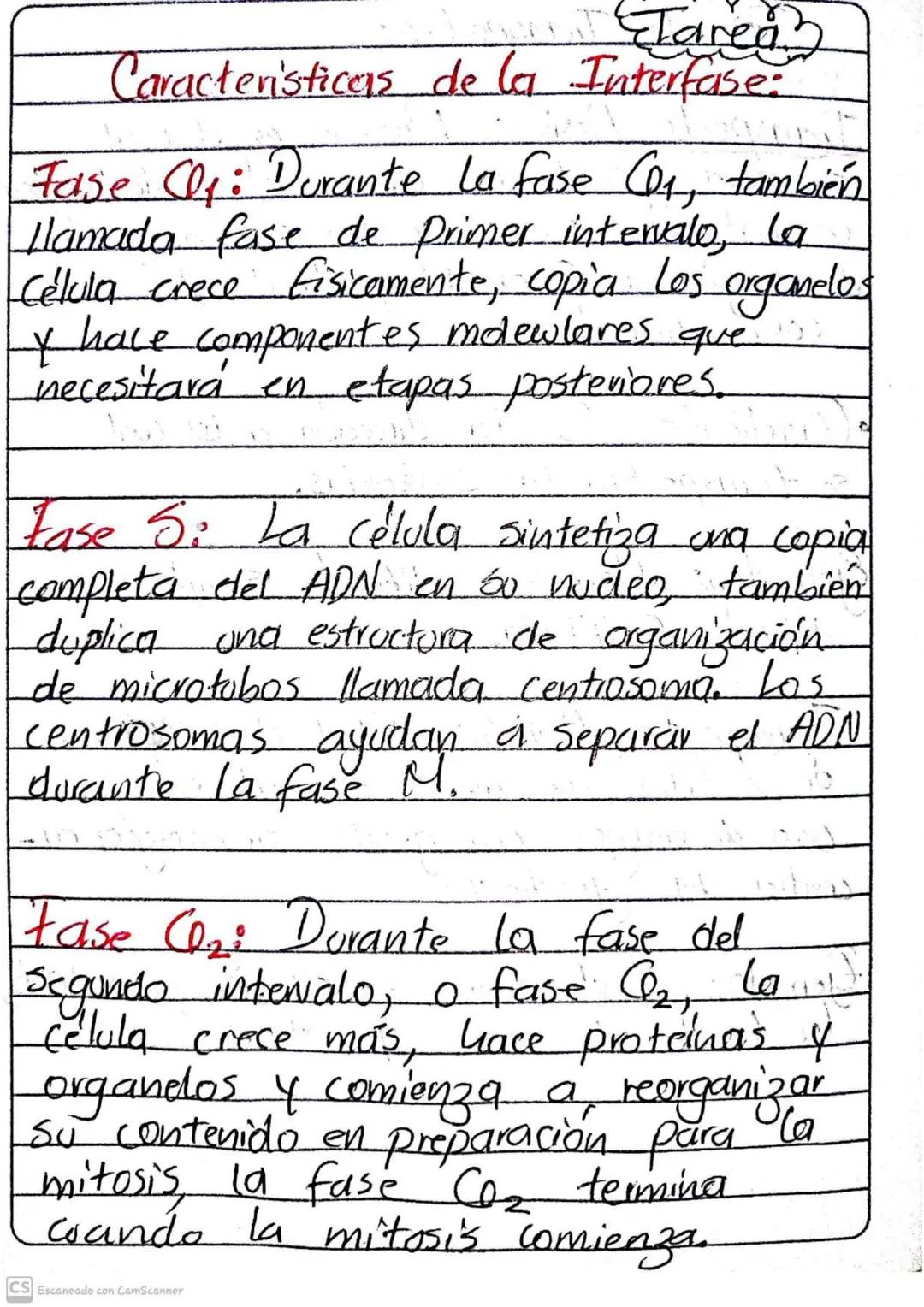 Caracteristicas de la Interfase:
Fase Cly: Durante la fase Co₁, tambien
llamada fase de Primer intervalo, la
Célula crece fisicamente, copia