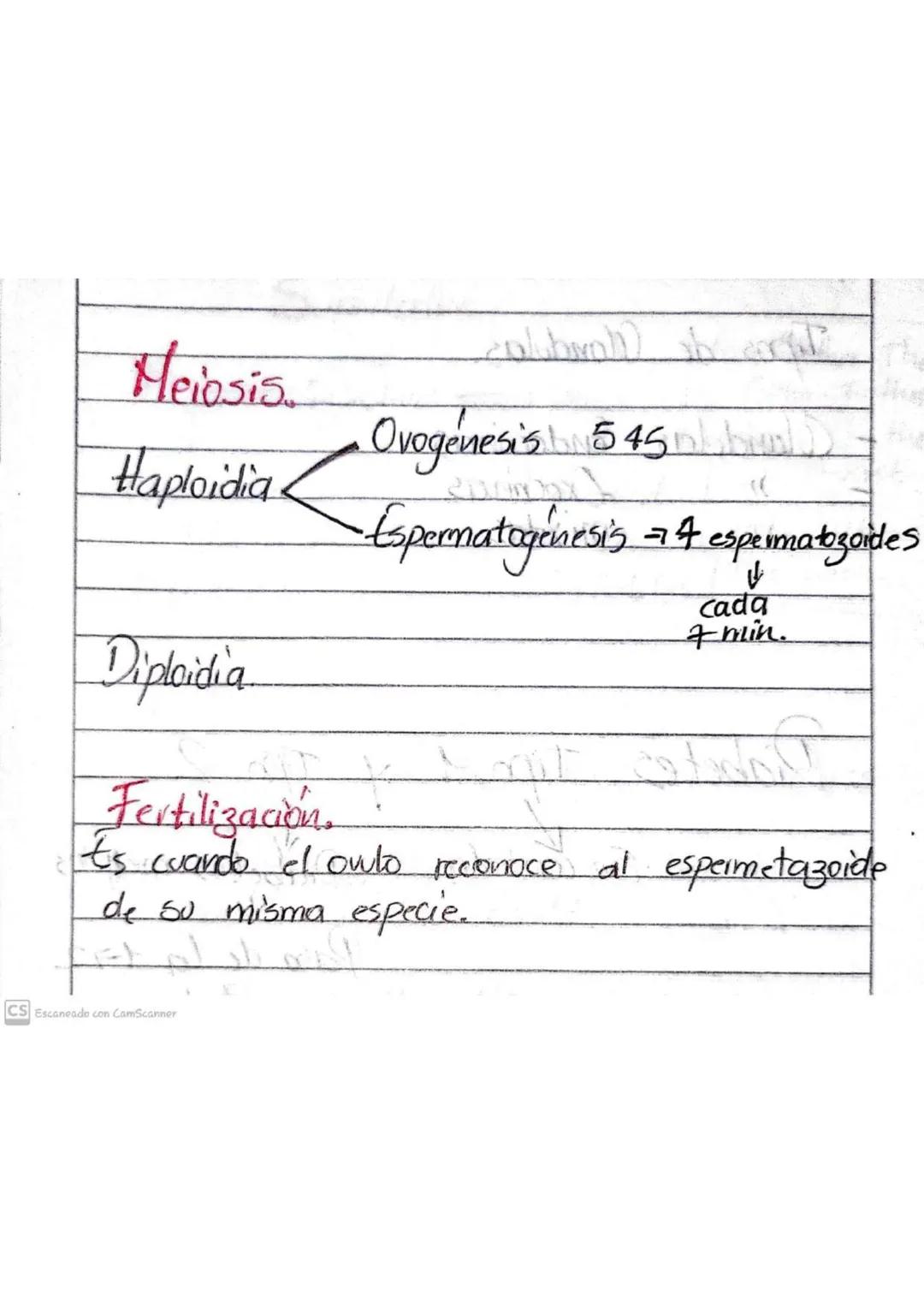 Caracteristicas de la Interfase:
Fase Cly: Durante la fase Co₁, tambien
llamada fase de Primer intervalo, la
Célula crece fisicamente, copia