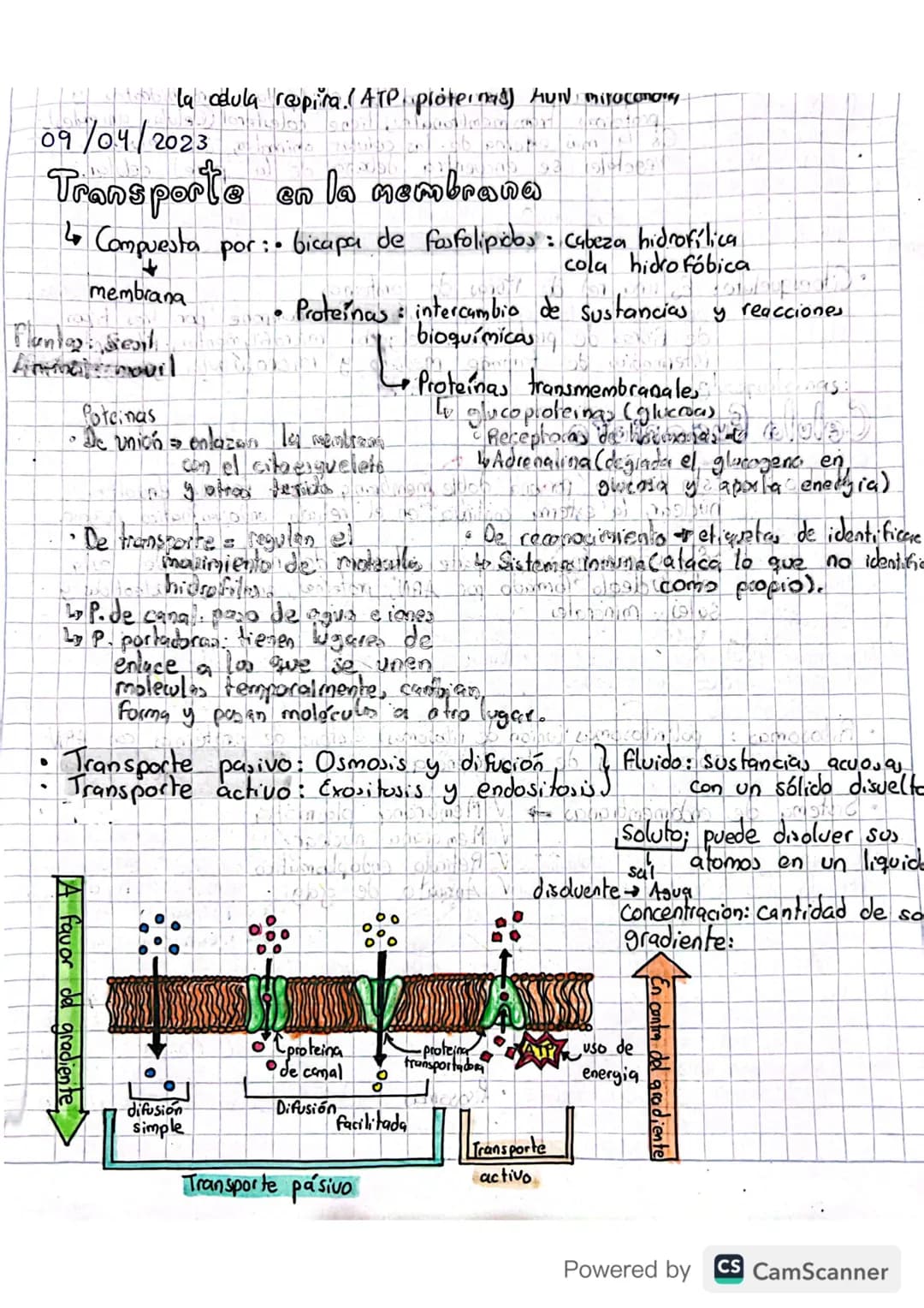 la odula respira. (ATP proternas) AUN miracomory
09/04/2023
Transporte en la membrana
63
↳ Compuesta por: • bicapa de fosfolipidos: cabeza h