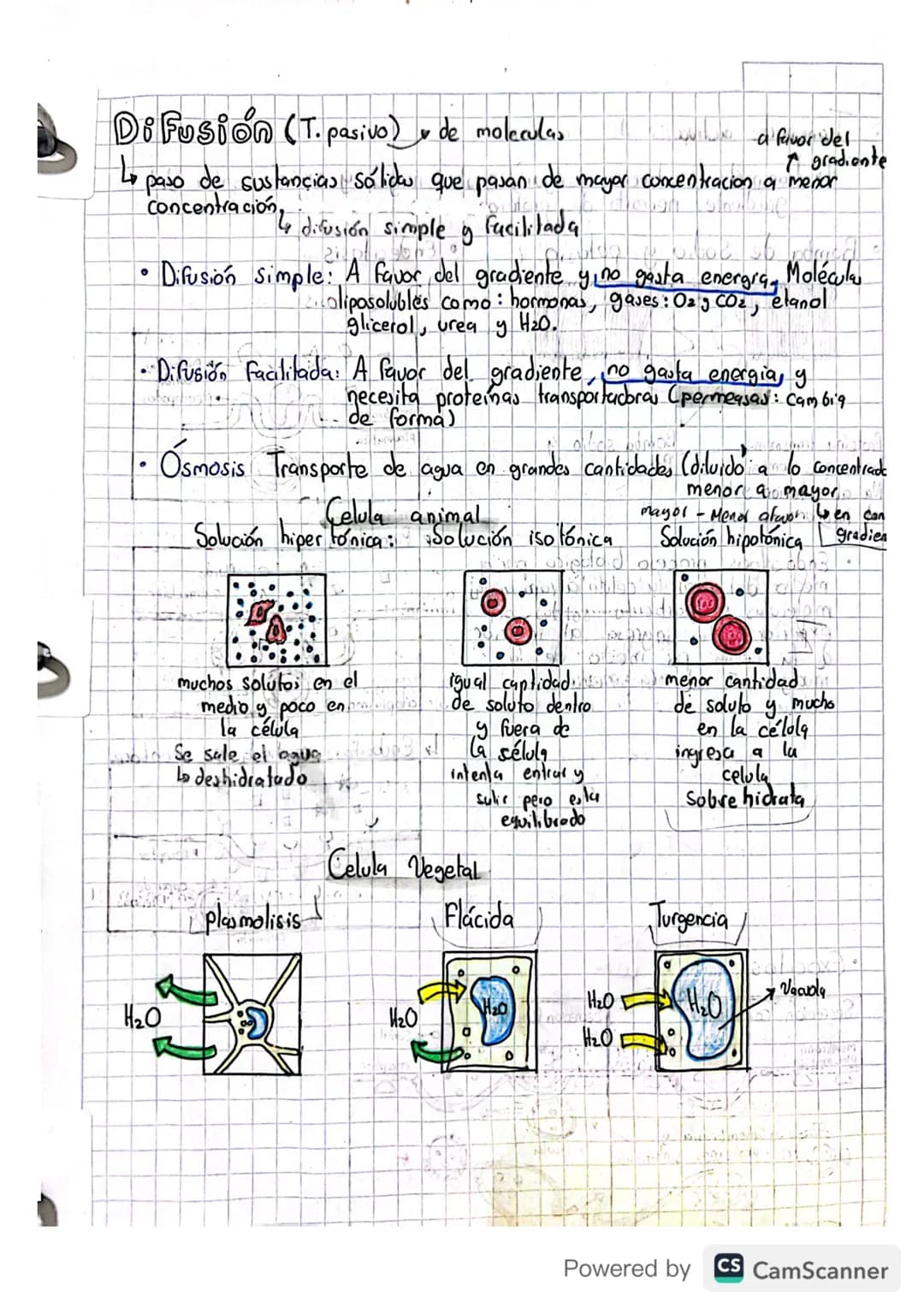 la odula respira. (ATP proternas) AUN miracomory
09/04/2023
Transporte en la membrana
63
↳ Compuesta por: • bicapa de fosfolipidos: cabeza h