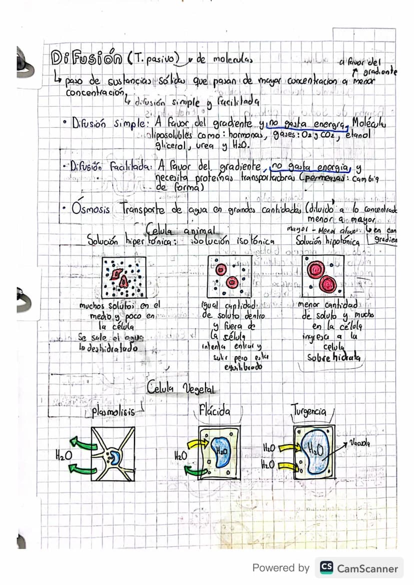 la odula respira. (ATP proternas) AUN miracomory
09/04/2023
Transporte en la membrana
63
↳ Compuesta por: • bicapa de fosfolipidos: cabeza h