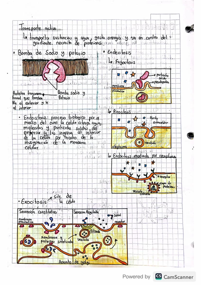 la odula respira. (ATP proternas) AUN miracomory
09/04/2023
Transporte en la membrana
63
↳ Compuesta por: • bicapa de fosfolipidos: cabeza h