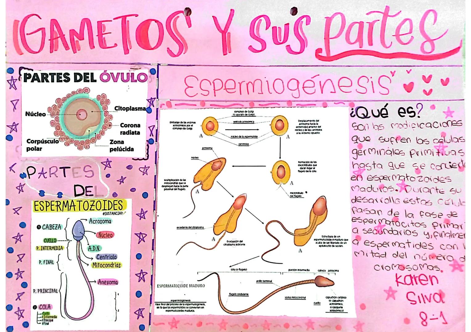 # GAMETOS Y SUS Partes

# PARTES DEL ÓVULO

Núcleo

☆

又

☆

Citoplasma

Corona
radiata

Zona
pelúcida

Corpúsculo
polar

# PARTES

# DE

ES