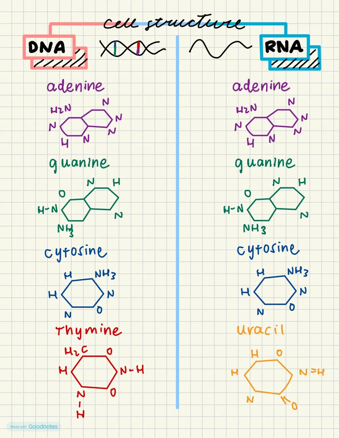 DNA
cell structure
XXXXX
adenine
H2N
N
N
N
N
4
N
guanine
O
N
H-N
H
NH
cytosine
2
RNA
adenine
H2N
N
4 N
N
guanine
N H
H-N
2
NH3
cytosine
H
H
