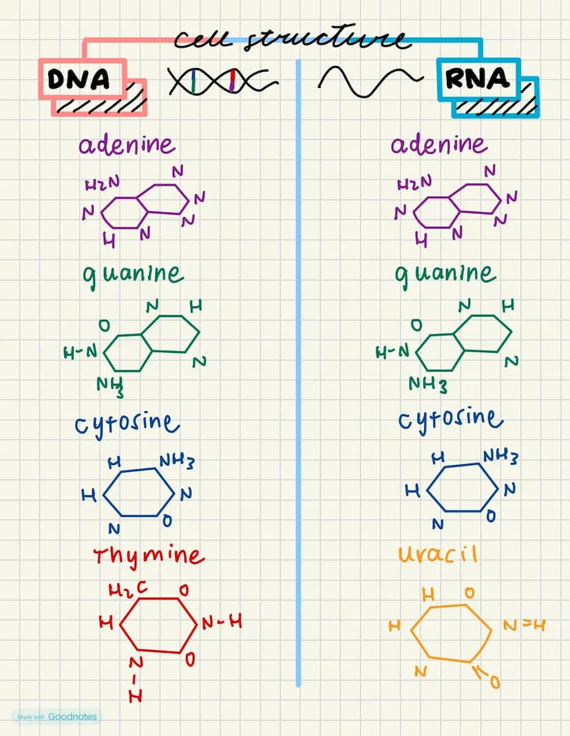 DNA
cell structure
XXXXX
adenine
H2N
N
N
N
N
4
N
guanine
O
N
H-N
H
NH
cytosine
2
RNA
adenine
H2N
N
4 N
N
guanine
N H
H-N
2
NH3
cytosine
H
H
