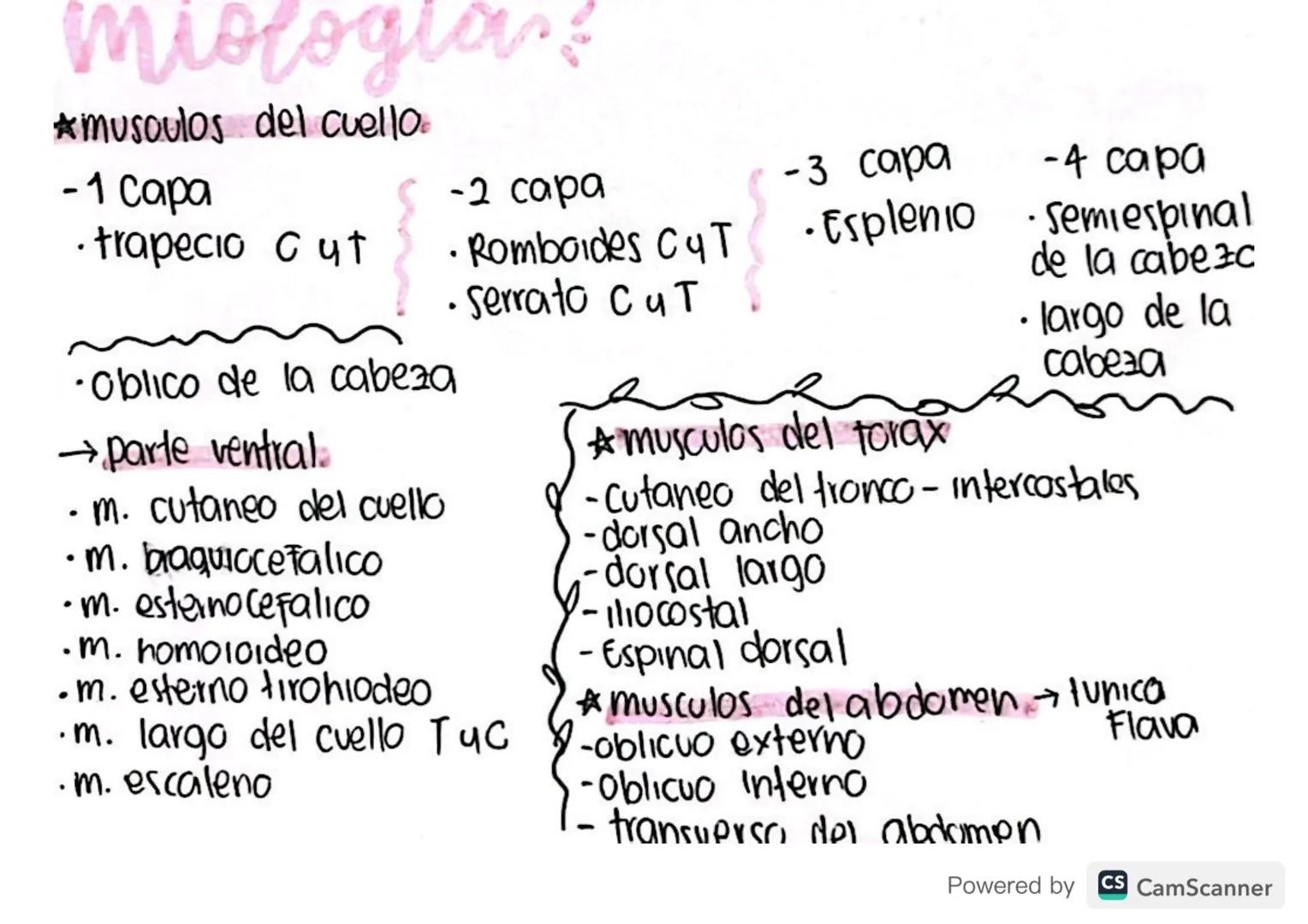 miologlar?
*musculos del cuello.
-1 capa
•trapecio Cut
•Oblico de la cabeza
→parte ventral.
• m. cutaneo del cuello
•m. braquiocefalico
•m. 
