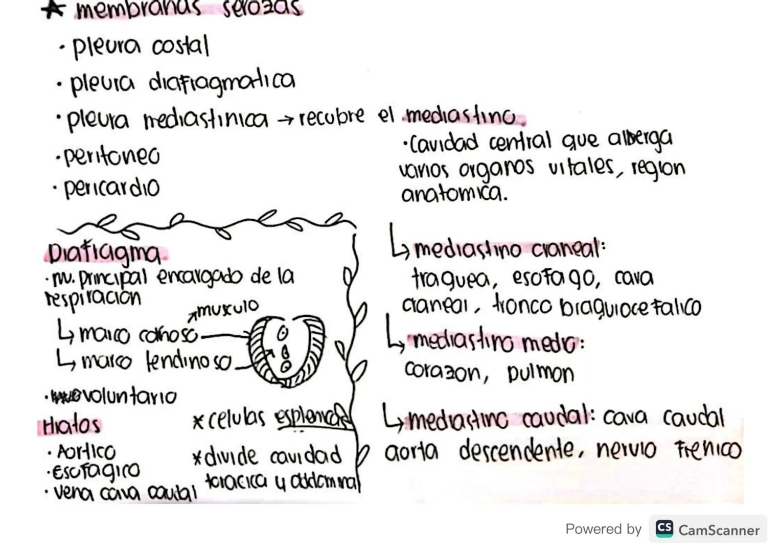 miologlar?
*musculos del cuello.
-1 capa
•trapecio Cut
•Oblico de la cabeza
→parte ventral.
• m. cutaneo del cuello
•m. braquiocefalico
•m. 