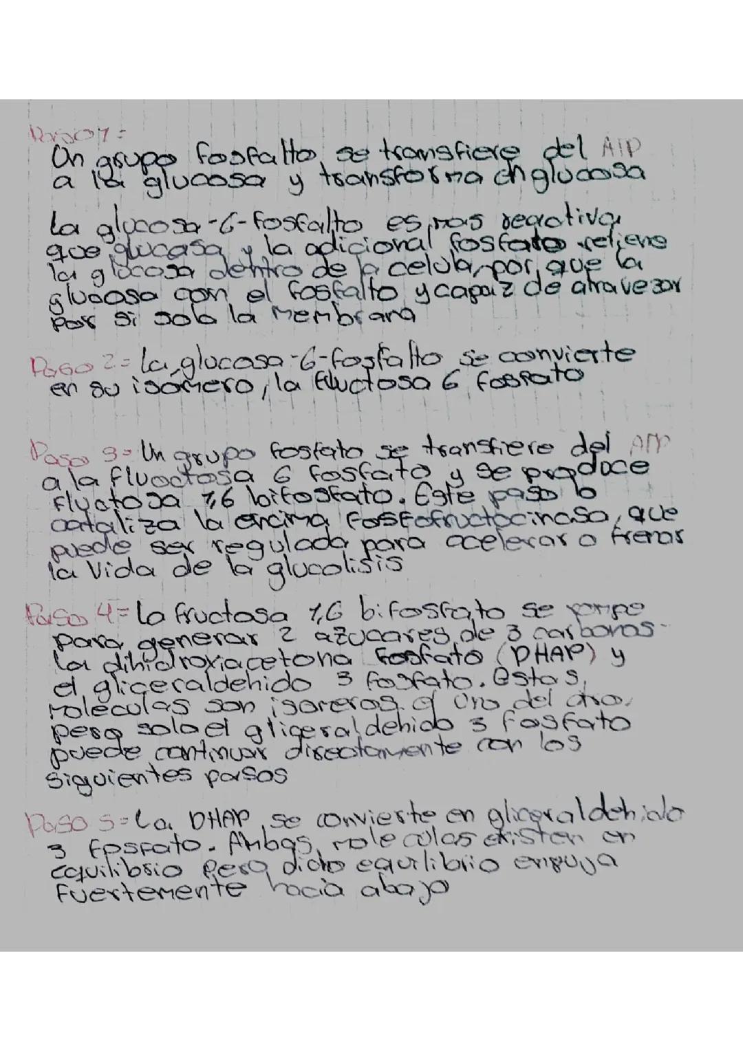 Glucólisis: Proceso y Etapas