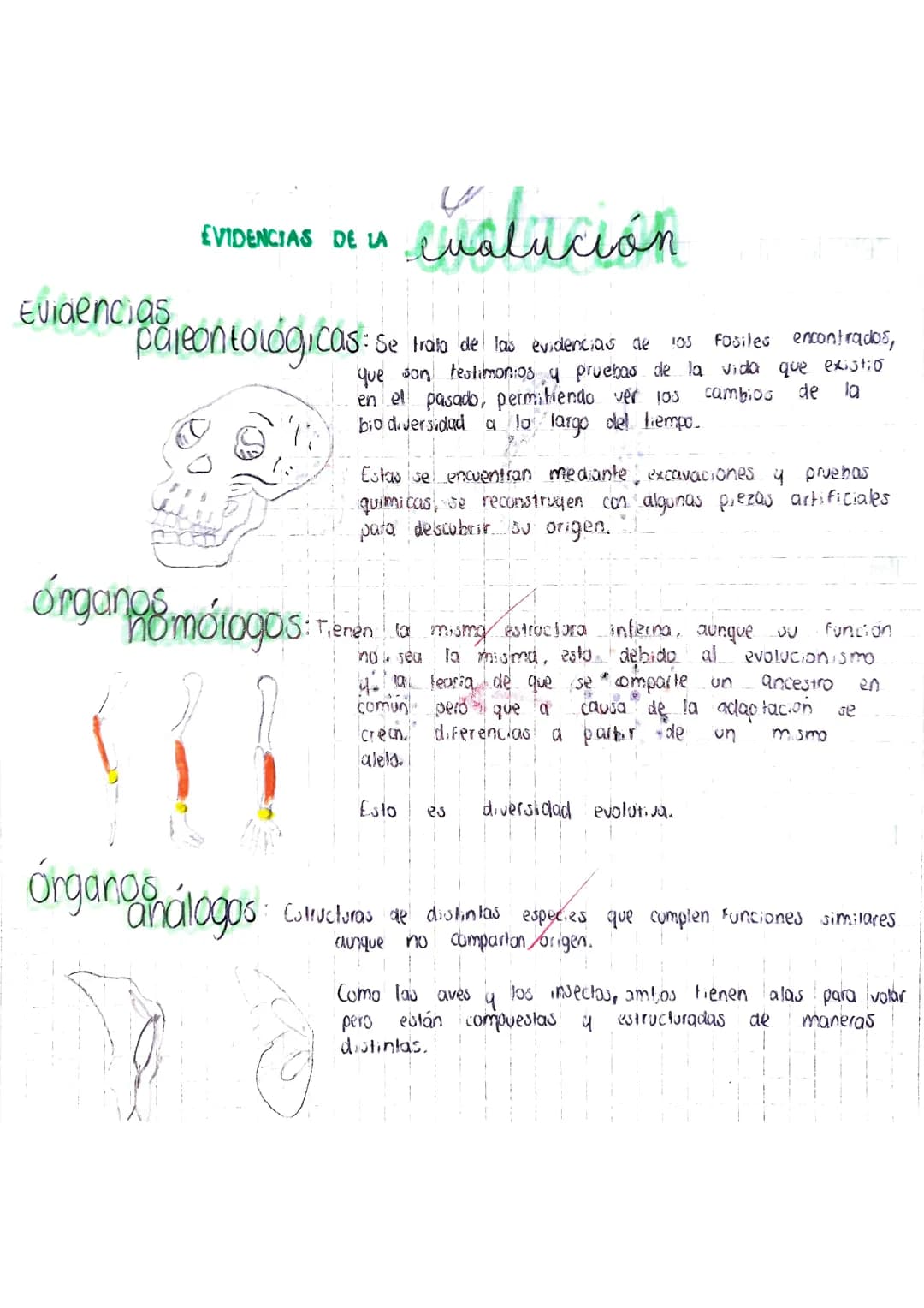 Evidencias de la evolución 
