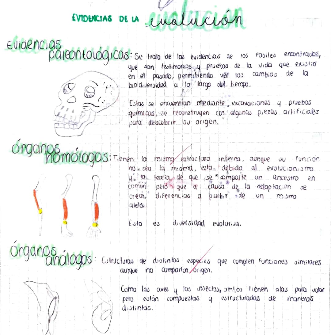 Evidencias
EVIDENCIAS DE LA
pareontológicas:
evalución
:Se trata de las evidencias de 105 Fosiles encontrados,
que son testimonios y pruebas