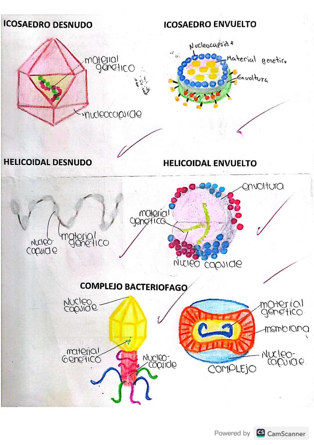 Virologia
Microorganismo INFECCIOSO, solo se multiplican dentro
de clis de otros organismos.
Microscopio electrónico
Estructura
base virion.