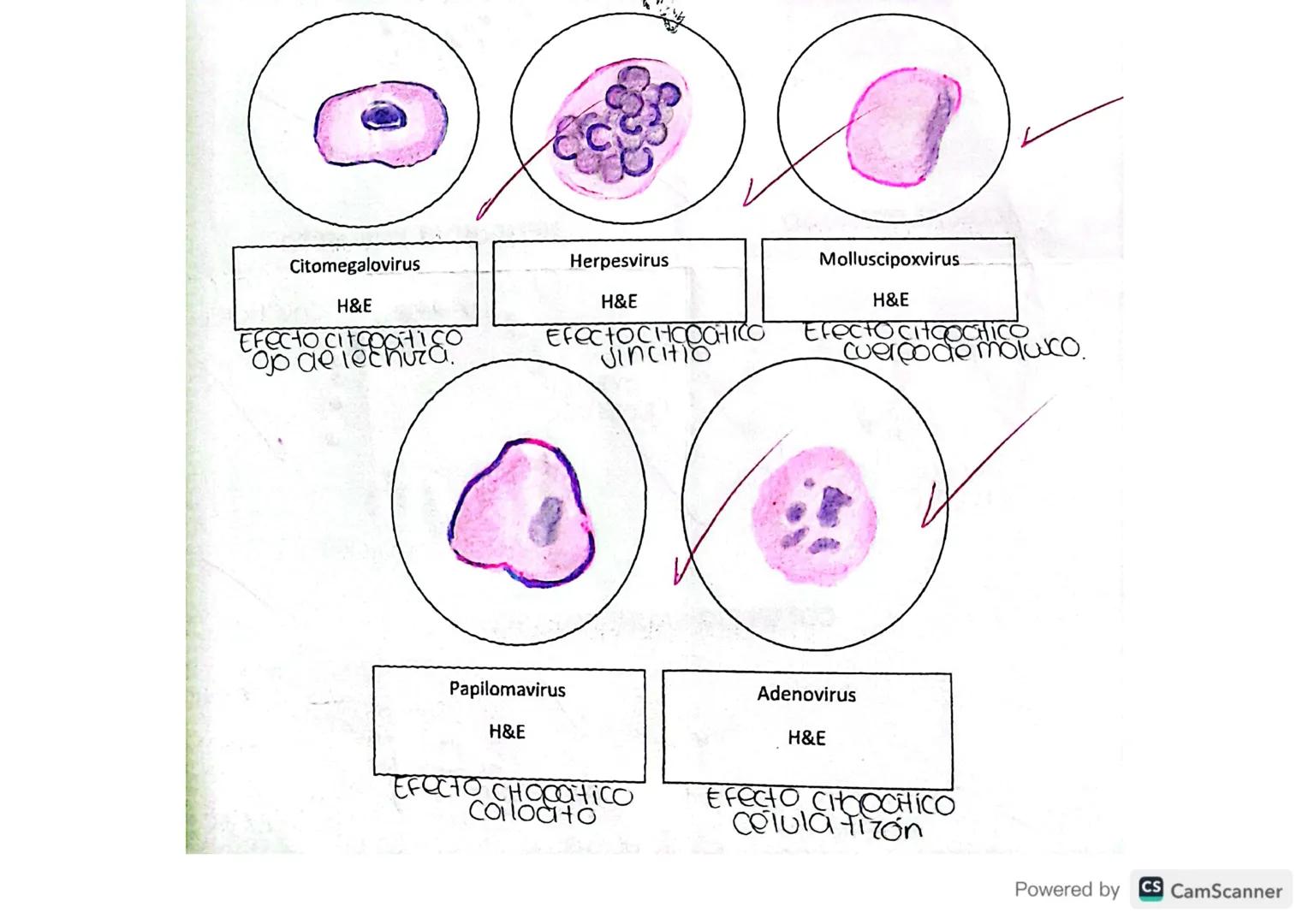 Virologia
Microorganismo INFECCIOSO, solo se multiplican dentro
de clis de otros organismos.
Microscopio electrónico
Estructura
base virion.