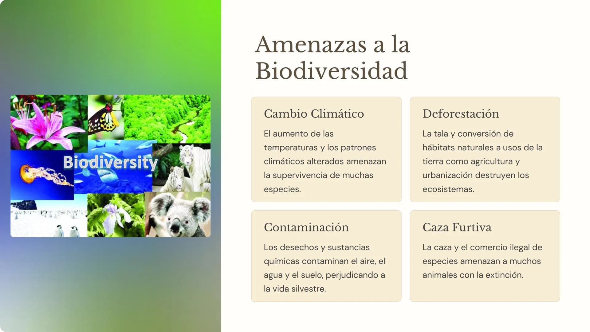 Biodiversidad:
Importancia, Amenazas
y Conservación
La biodiversidad, o la variedad de formas de vida en
nuestro planeta, es fundamental par