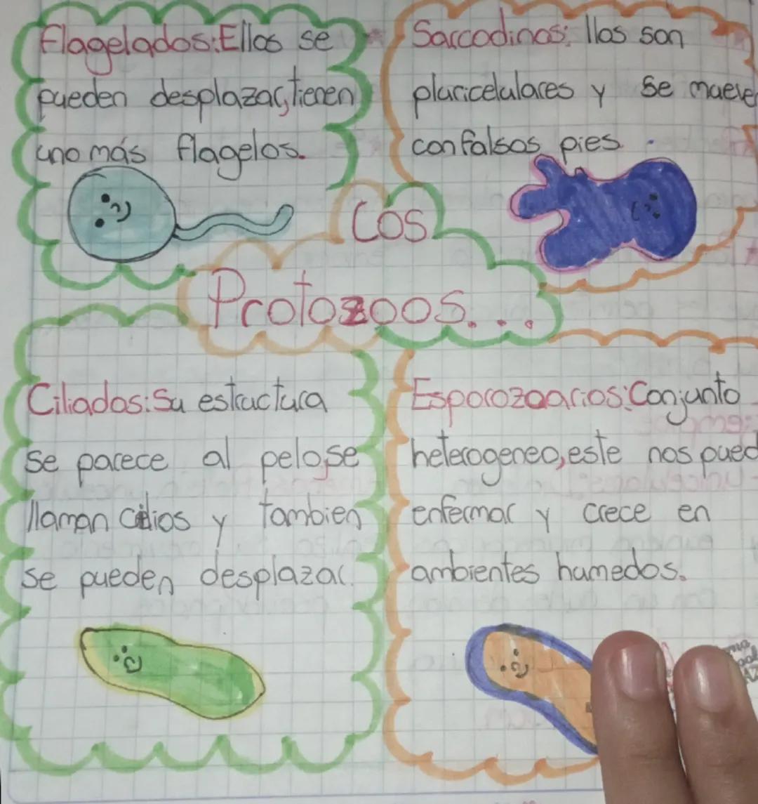 Flagelados:Ellos se
pueden desplazas, tienen
uno más flagelos

Sarcodinas; llos son
pluricelulares y se maerer
con falsos pies

Protozoos...