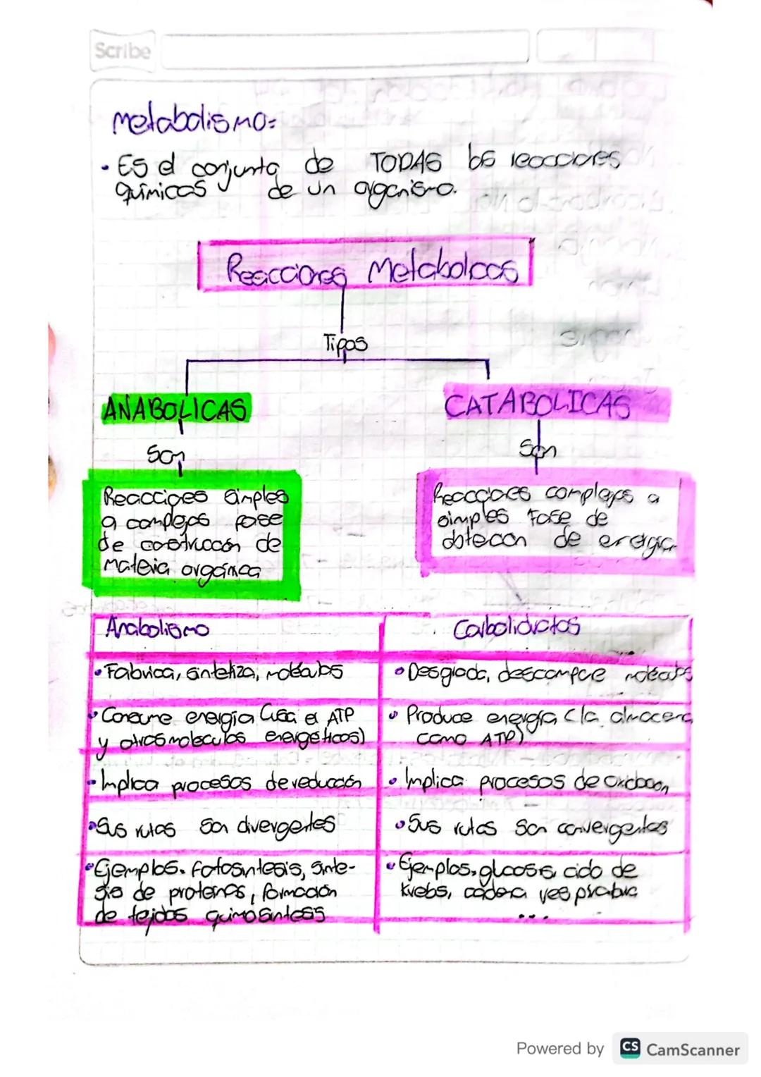 Scribe

metabolismo:
- Es el
•ES & conjunta de TODAS bis reacciones
quimicas
de un arganismo.oho-trodroog

Reacciones Metabolicos

Tipos

AN