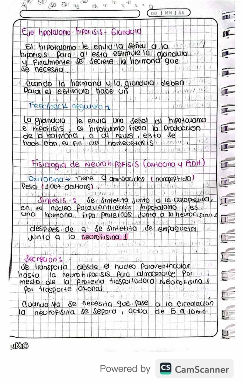 14/03/24
Fisiologia
Conexion Hipotalamo - HIPOFISIS
El hipotalamo 4 la hipofisis Se Conectan
Porgue e que manda es el hipotalamo y
hipofisis