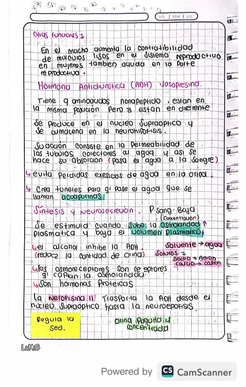 14/03/24
Fisiologia
Conexion Hipotalamo - HIPOFISIS
El hipotalamo 4 la hipofisis Se Conectan
Porgue e que manda es el hipotalamo y
hipofisis