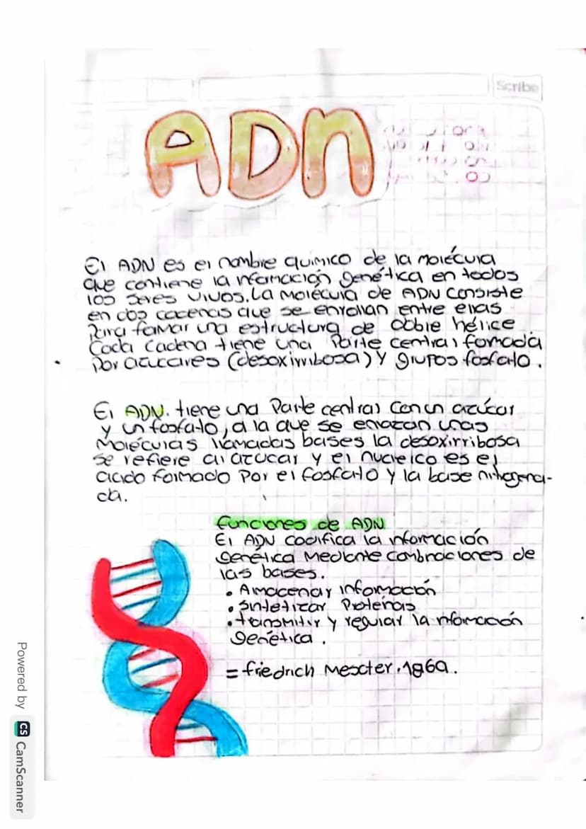 ADNA
Scribe
El ADN es el nombre quimico de la molécula
que contiene la información genética en todos
105 Seres vivos. La molécula de ADN con