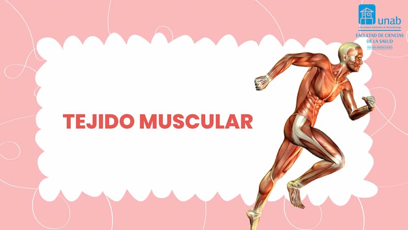 TEJIDO MUSCULAR
Hunab
Universidad Autónoma de Bucaramanga
FACULTAD DE CIENCIAS
DE LA SALUD
VIGILADA MINEDUCACIÓN ¿Qué es?
El tejido muscular