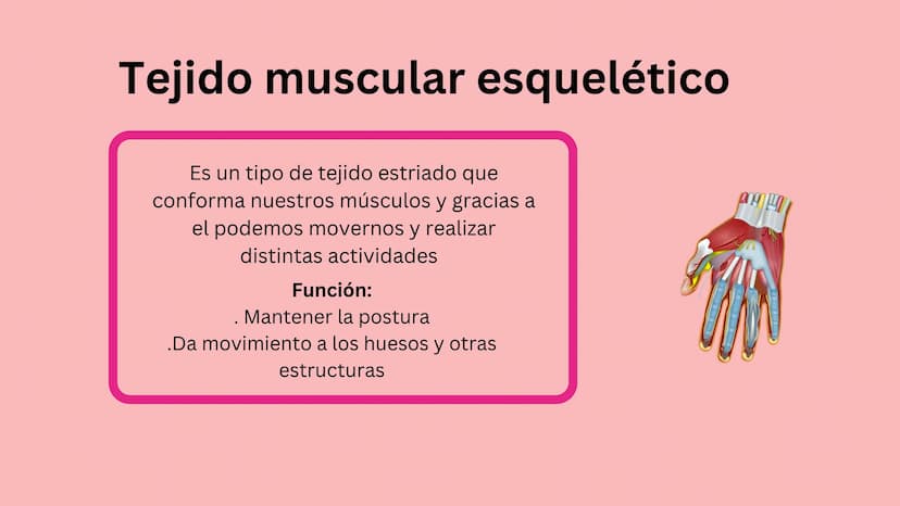 TEJIDO MUSCULAR
Hunab
Universidad Autónoma de Bucaramanga
FACULTAD DE CIENCIAS
DE LA SALUD
VIGILADA MINEDUCACIÓN ¿Qué es?
El tejido muscular