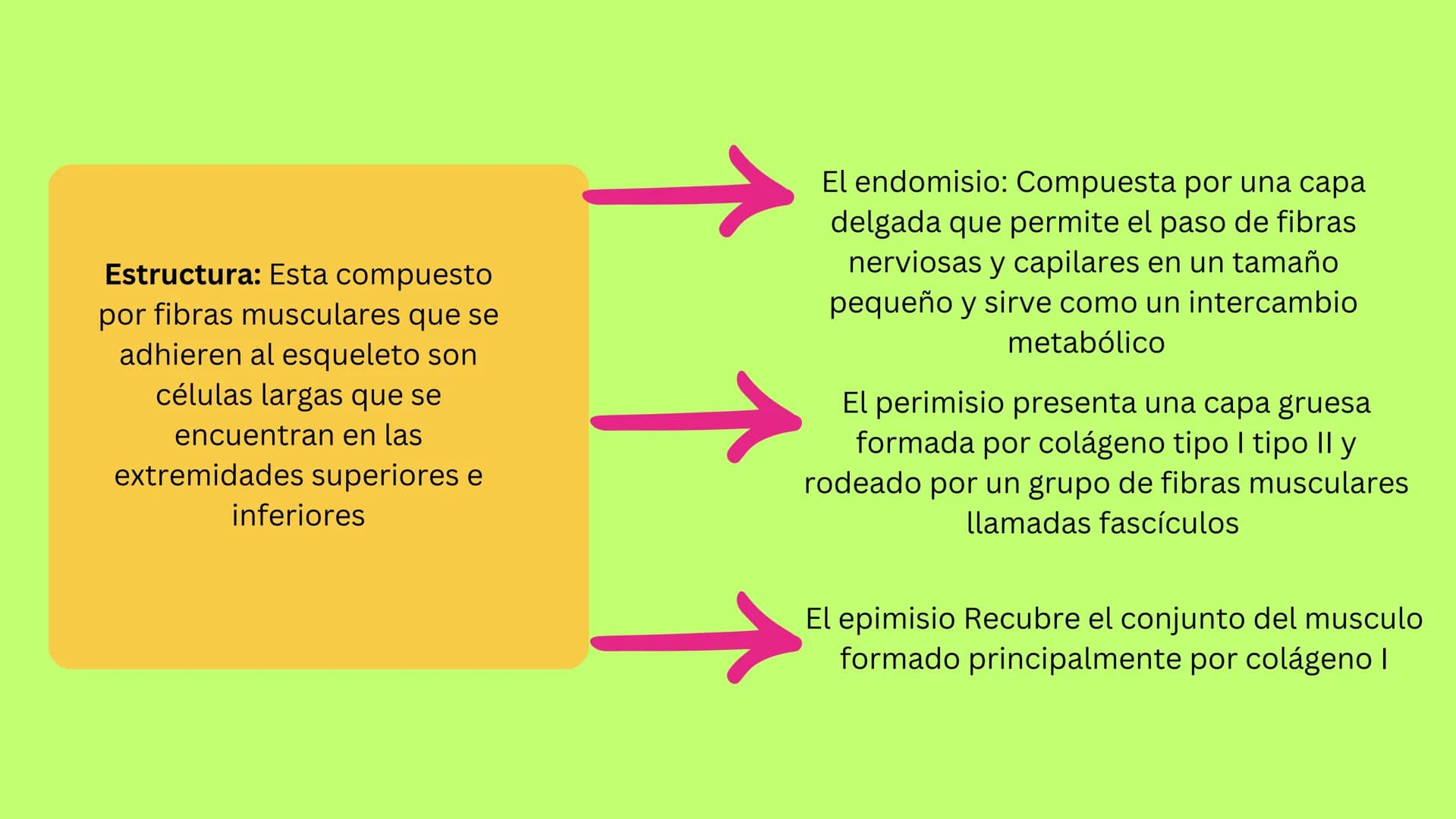 TEJIDO MUSCULAR
Hunab
Universidad Autónoma de Bucaramanga
FACULTAD DE CIENCIAS
DE LA SALUD
VIGILADA MINEDUCACIÓN ¿Qué es?
El tejido muscular
