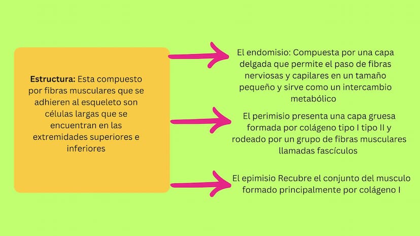TEJIDO MUSCULAR
Hunab
Universidad Autónoma de Bucaramanga
FACULTAD DE CIENCIAS
DE LA SALUD
VIGILADA MINEDUCACIÓN ¿Qué es?
El tejido muscular