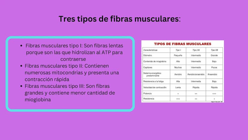 TEJIDO MUSCULAR
Hunab
Universidad Autónoma de Bucaramanga
FACULTAD DE CIENCIAS
DE LA SALUD
VIGILADA MINEDUCACIÓN ¿Qué es?
El tejido muscular