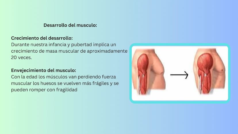 TEJIDO MUSCULAR
Hunab
Universidad Autónoma de Bucaramanga
FACULTAD DE CIENCIAS
DE LA SALUD
VIGILADA MINEDUCACIÓN ¿Qué es?
El tejido muscular