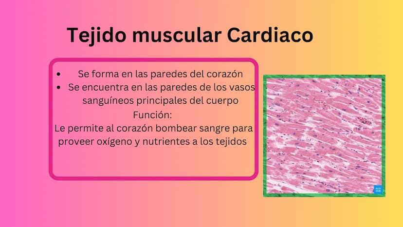 TEJIDO MUSCULAR
Hunab
Universidad Autónoma de Bucaramanga
FACULTAD DE CIENCIAS
DE LA SALUD
VIGILADA MINEDUCACIÓN ¿Qué es?
El tejido muscular