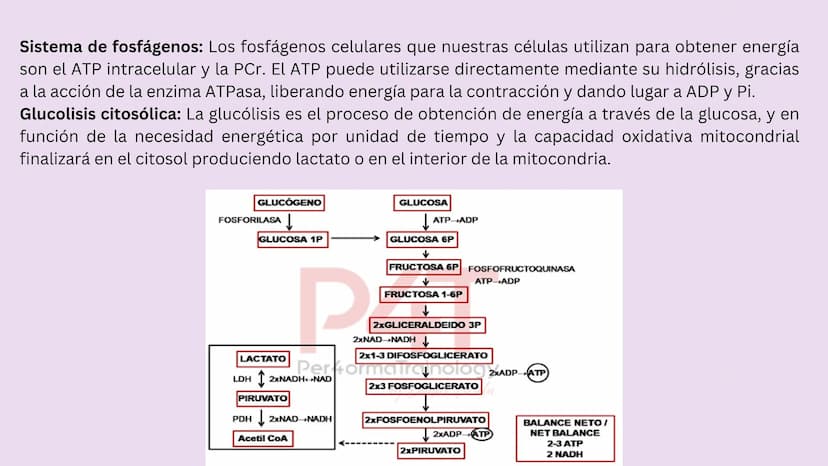 TEJIDO MUSCULAR
Hunab
Universidad Autónoma de Bucaramanga
FACULTAD DE CIENCIAS
DE LA SALUD
VIGILADA MINEDUCACIÓN ¿Qué es?
El tejido muscular