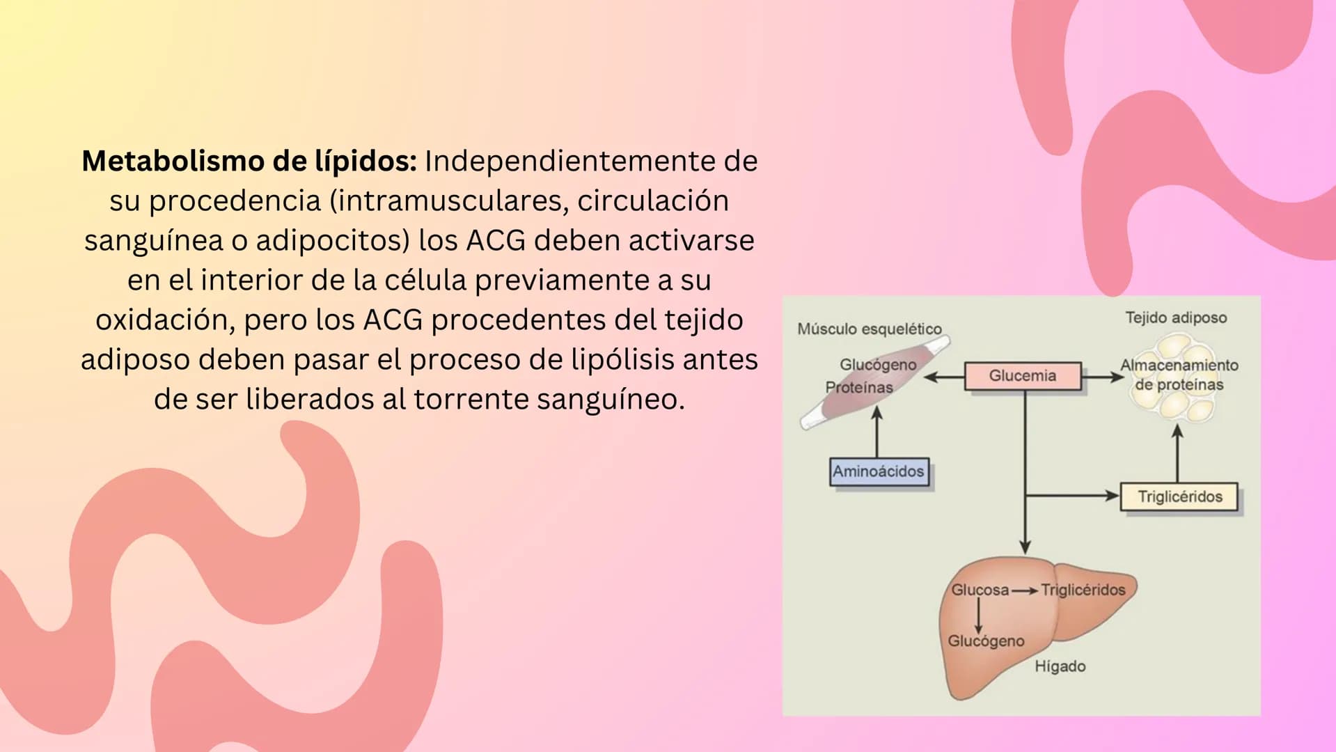 TEJIDO MUSCULAR
Hunab
Universidad Autónoma de Bucaramanga
FACULTAD DE CIENCIAS
DE LA SALUD
VIGILADA MINEDUCACIÓN ¿Qué es?
El tejido muscular