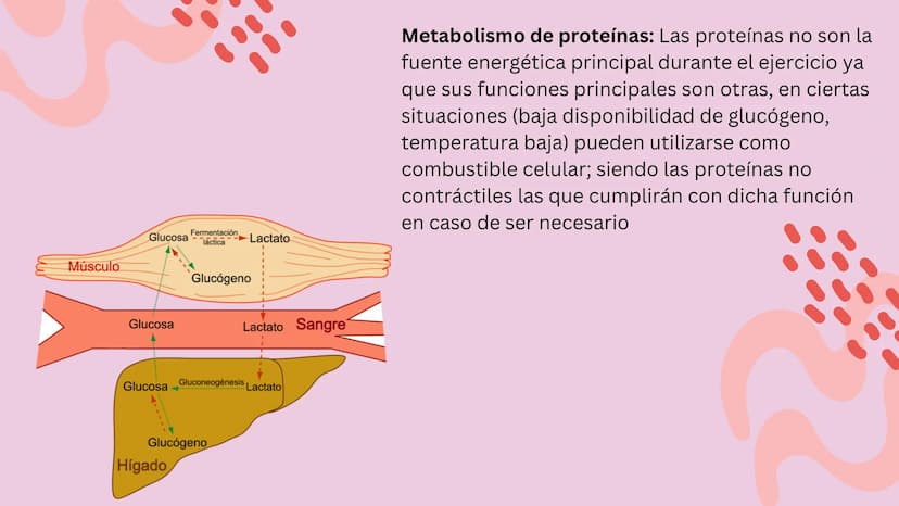 TEJIDO MUSCULAR
Hunab
Universidad Autónoma de Bucaramanga
FACULTAD DE CIENCIAS
DE LA SALUD
VIGILADA MINEDUCACIÓN ¿Qué es?
El tejido muscular