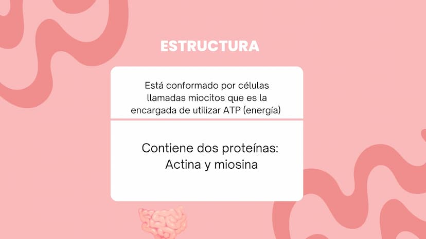 TEJIDO MUSCULAR
Hunab
Universidad Autónoma de Bucaramanga
FACULTAD DE CIENCIAS
DE LA SALUD
VIGILADA MINEDUCACIÓN ¿Qué es?
El tejido muscular