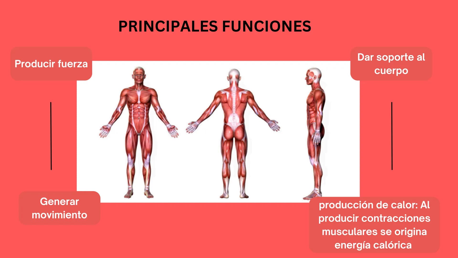 TEJIDO MUSCULAR
Hunab
Universidad Autónoma de Bucaramanga
FACULTAD DE CIENCIAS
DE LA SALUD
VIGILADA MINEDUCACIÓN ¿Qué es?
El tejido muscular
