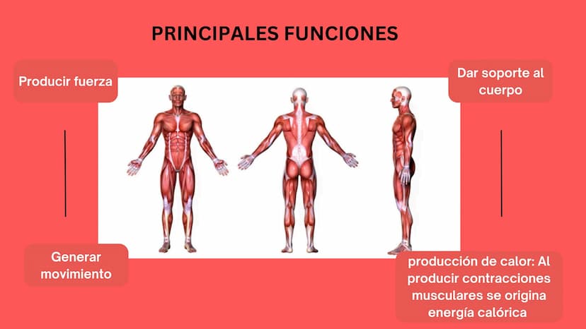 TEJIDO MUSCULAR
Hunab
Universidad Autónoma de Bucaramanga
FACULTAD DE CIENCIAS
DE LA SALUD
VIGILADA MINEDUCACIÓN ¿Qué es?
El tejido muscular
