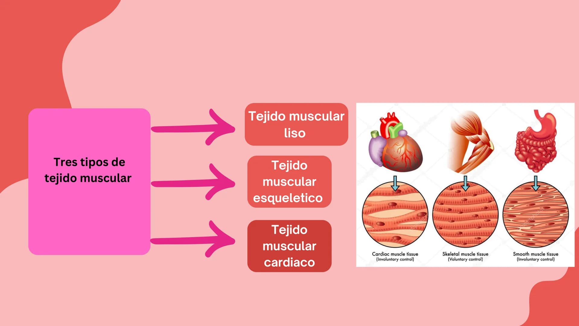 TEJIDO MUSCULAR
Hunab
Universidad Autónoma de Bucaramanga
FACULTAD DE CIENCIAS
DE LA SALUD
VIGILADA MINEDUCACIÓN ¿Qué es?
El tejido muscular