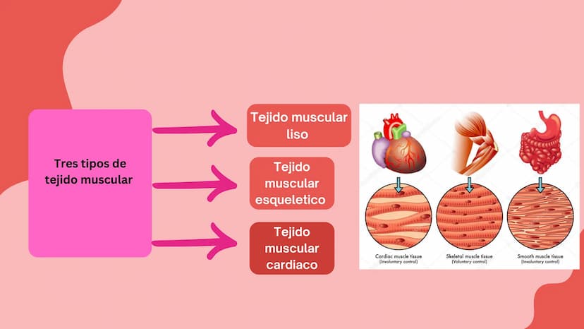 TEJIDO MUSCULAR
Hunab
Universidad Autónoma de Bucaramanga
FACULTAD DE CIENCIAS
DE LA SALUD
VIGILADA MINEDUCACIÓN ¿Qué es?
El tejido muscular